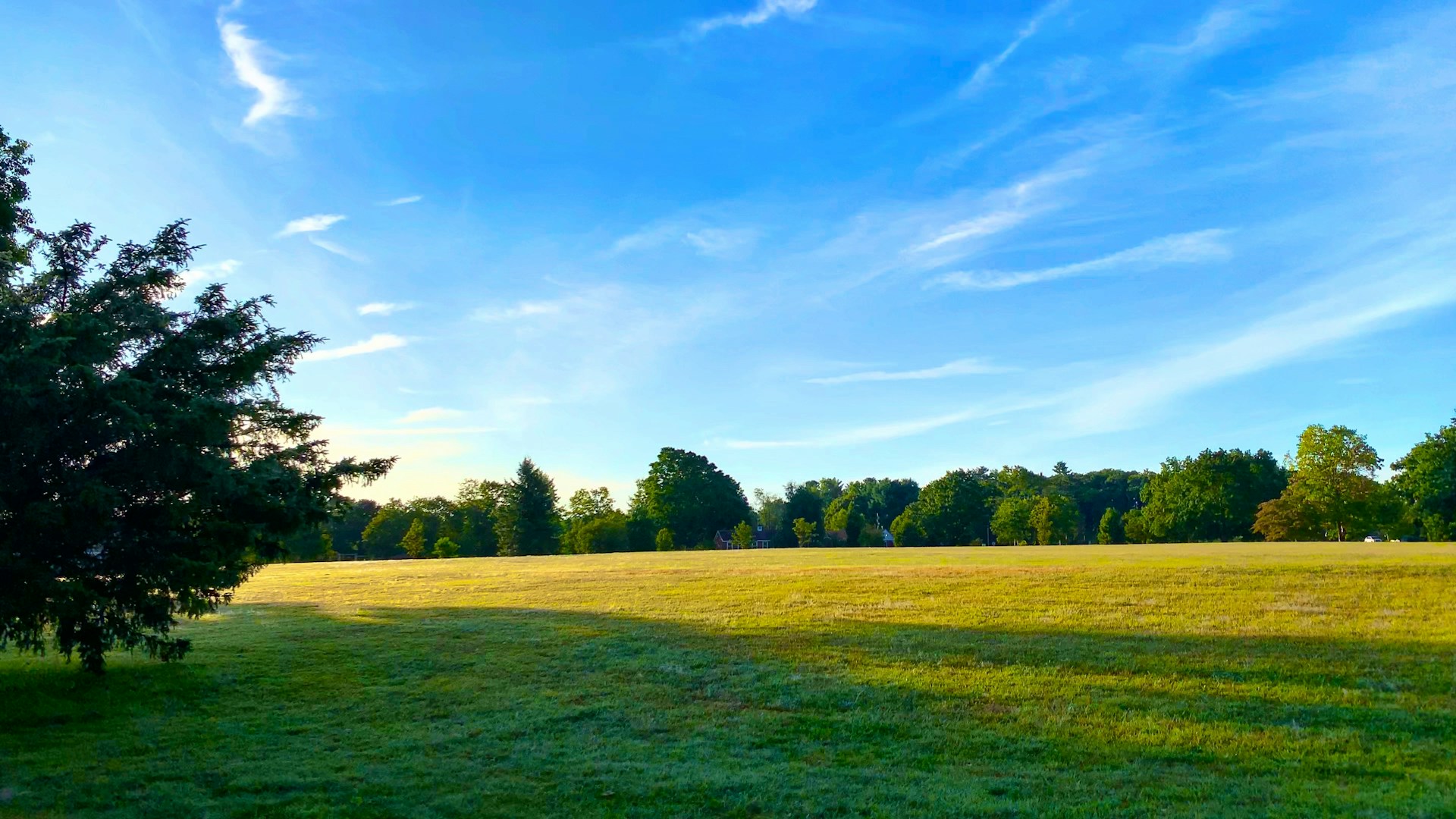 green trees and green grassy field under blue sky