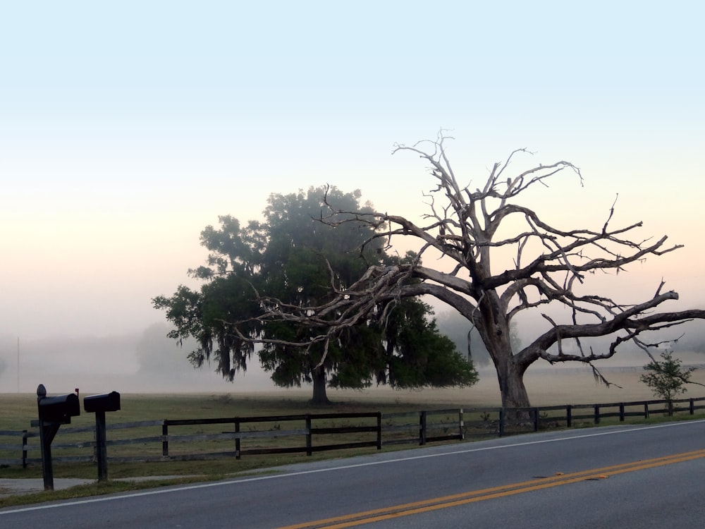 bare tree and two mailboxes on the side of the road