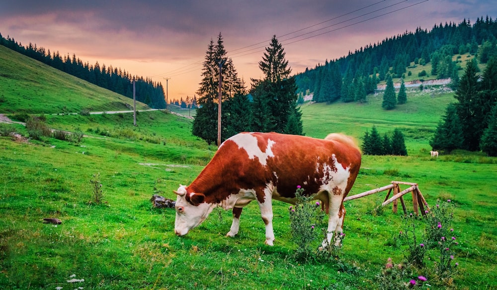 brown and white cow eating grass