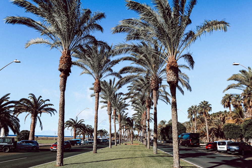 lined palm trees during daytime