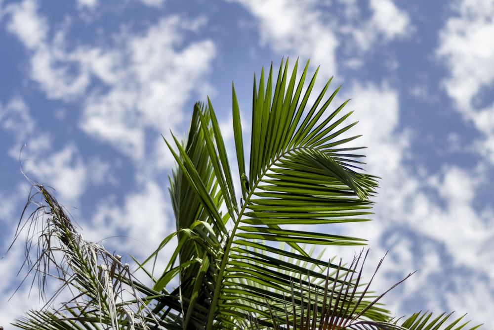 green-leafed coconut tree