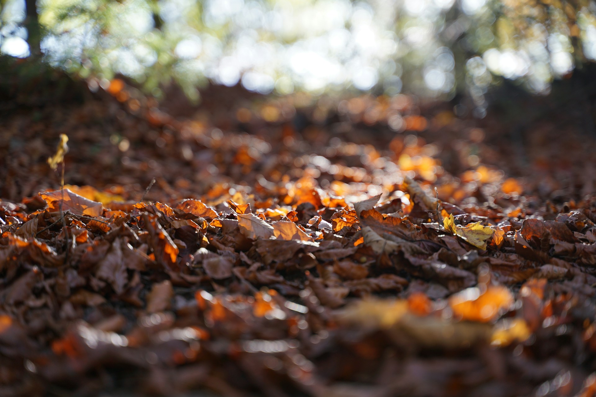 brown withered leaves