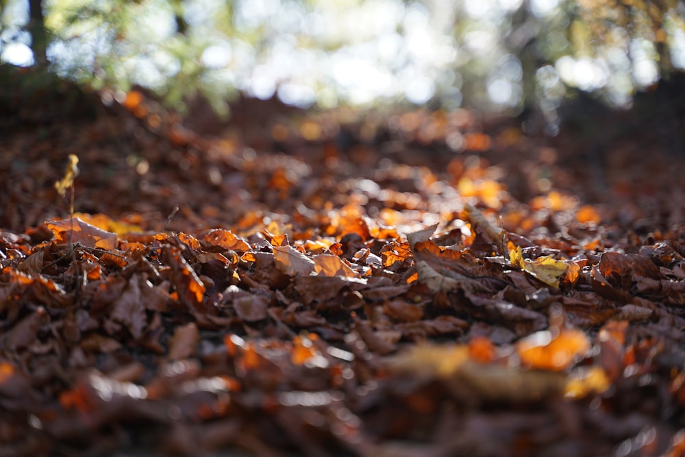 brown withered leaves