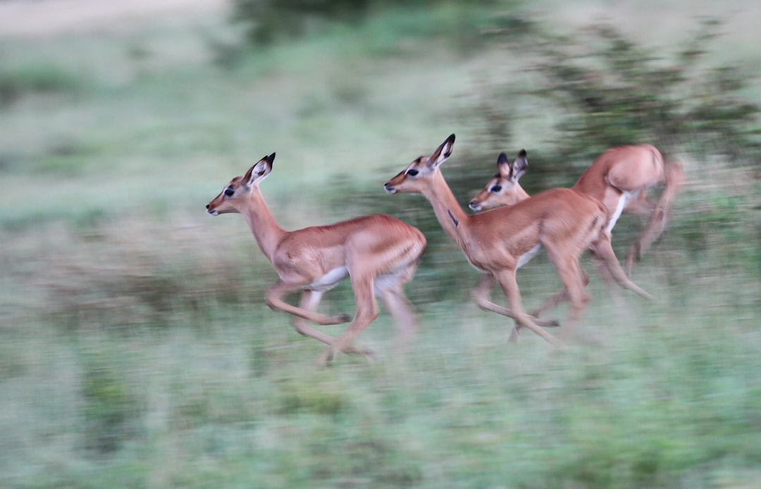 three deer running beside plants