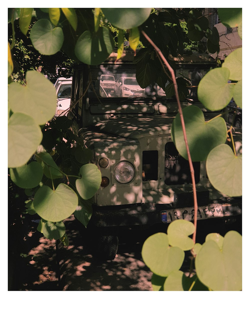 classic white truck under the tree