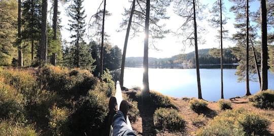 man sitting on a wood laid down the grass fronting body of water in Trondheim Norway