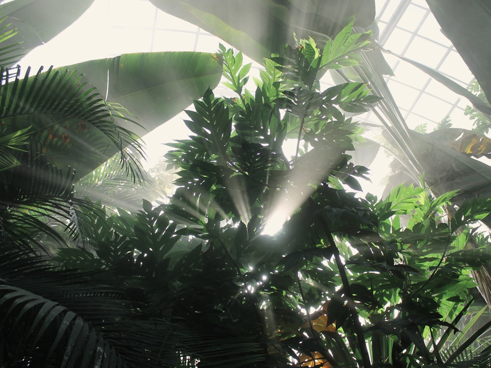 trees in green house