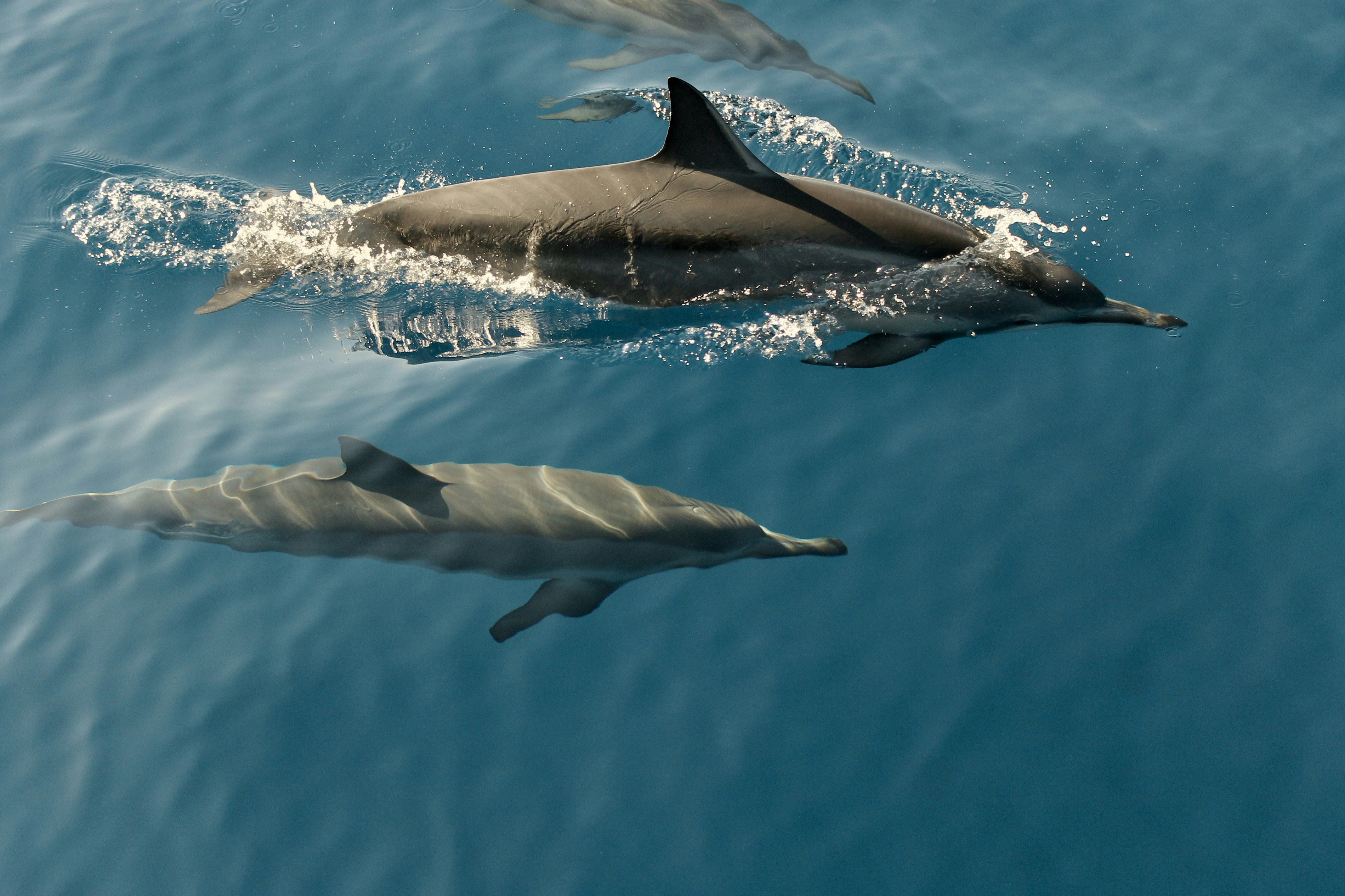 time lapse photography of two dolphins swimming in the sea dolphin teams background