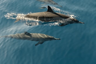 time lapse photography of two dolphins swimming in the sea