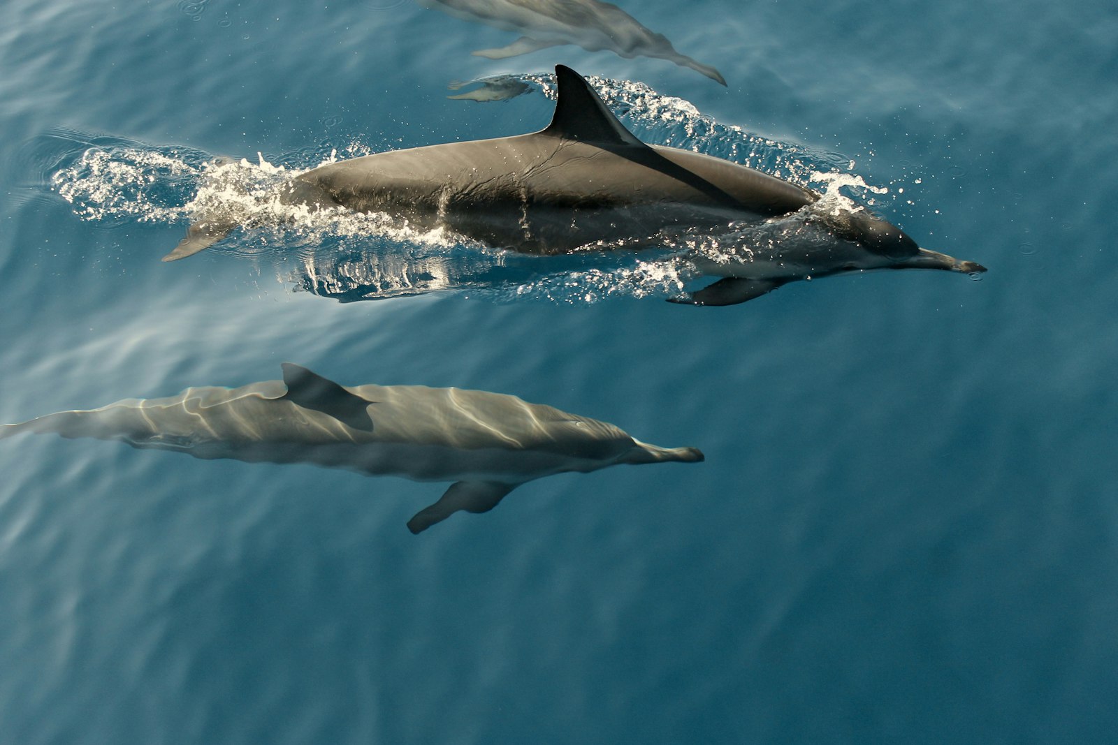 Lovina dolphins at sunrise