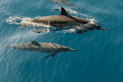 time lapse photography of two dolphins swimming in the sea dolphin google meet background
