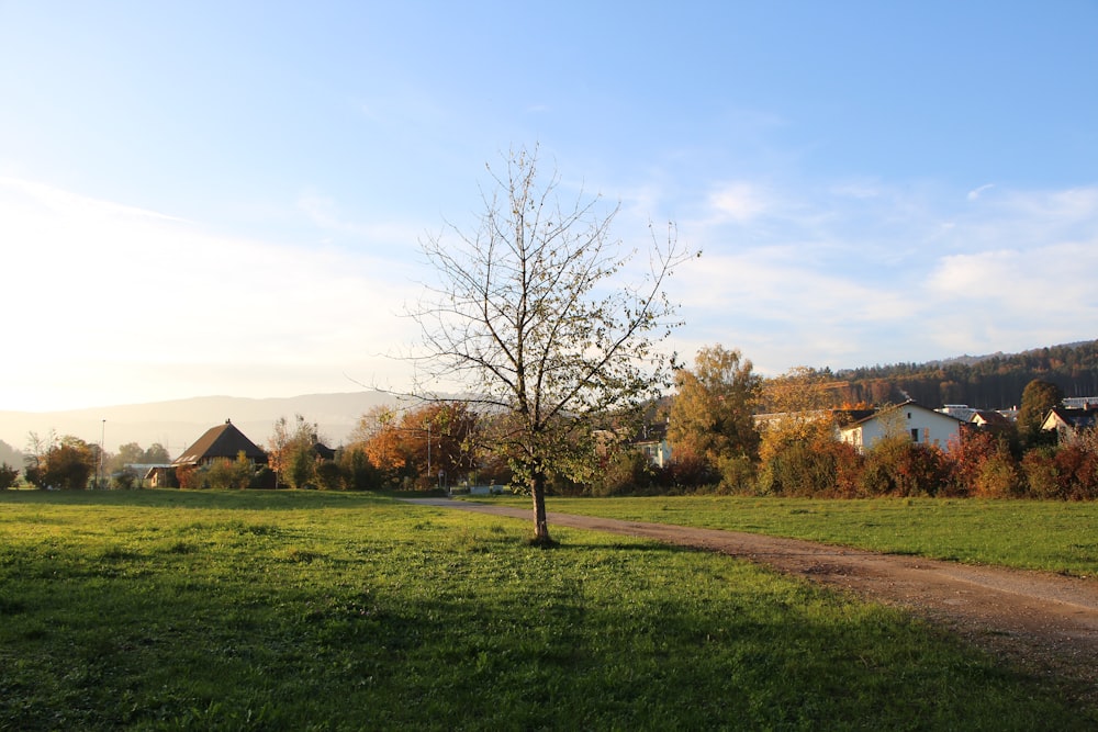 tree in the middle of filed surrounded with houses