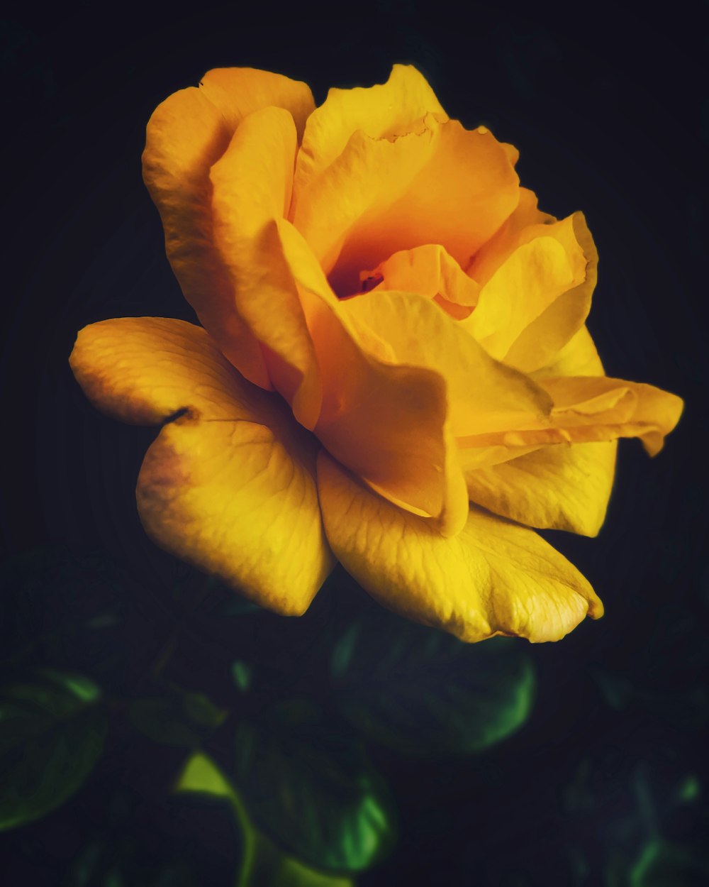 yellow-petaled flower