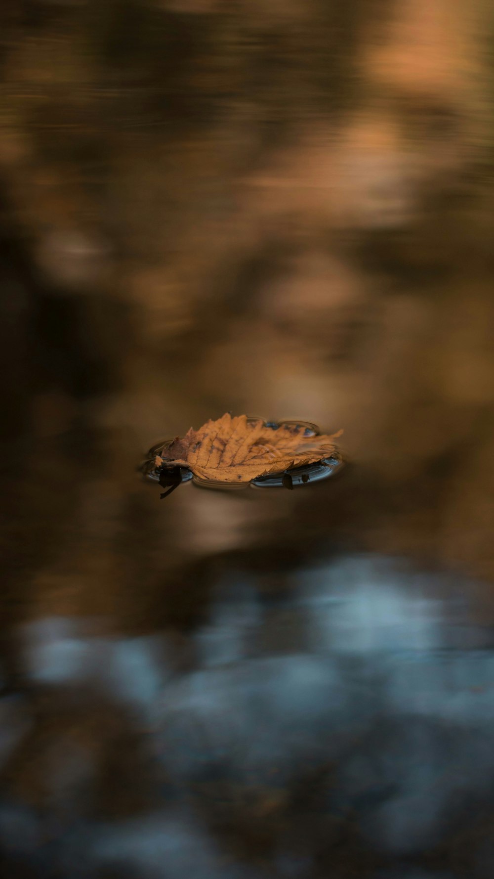 brown leaf on water