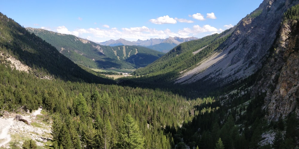 green trees in a valley during daytime