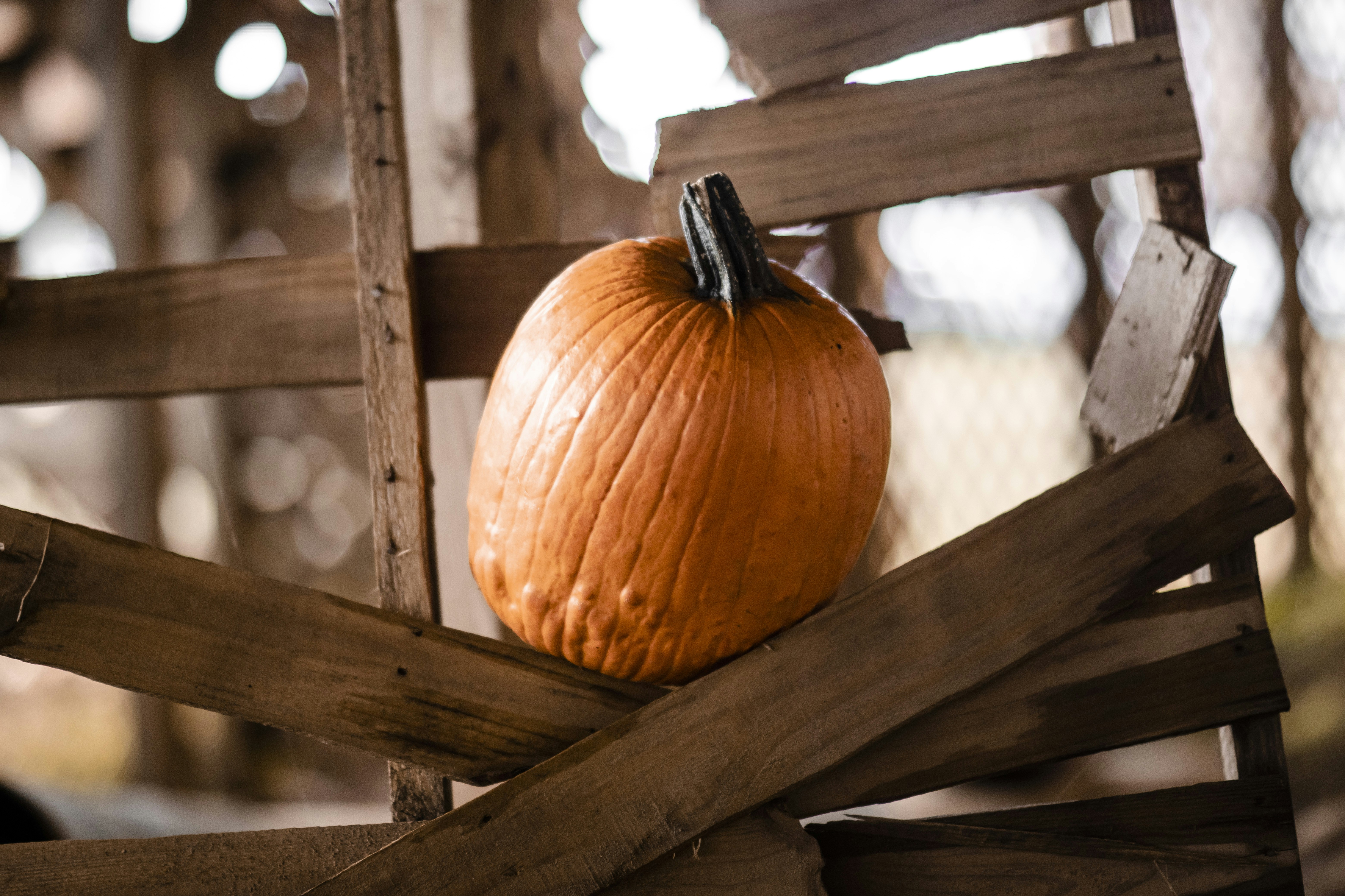 Photo by pedrotheartist