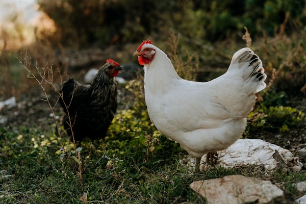 Light Sussex hen - white body with black tail feathers and black stripes on neck