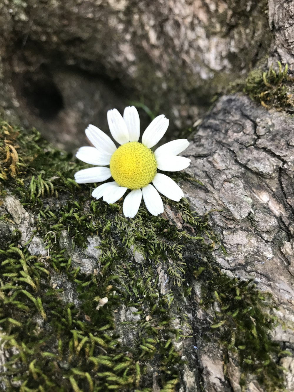 white daisy during daytime