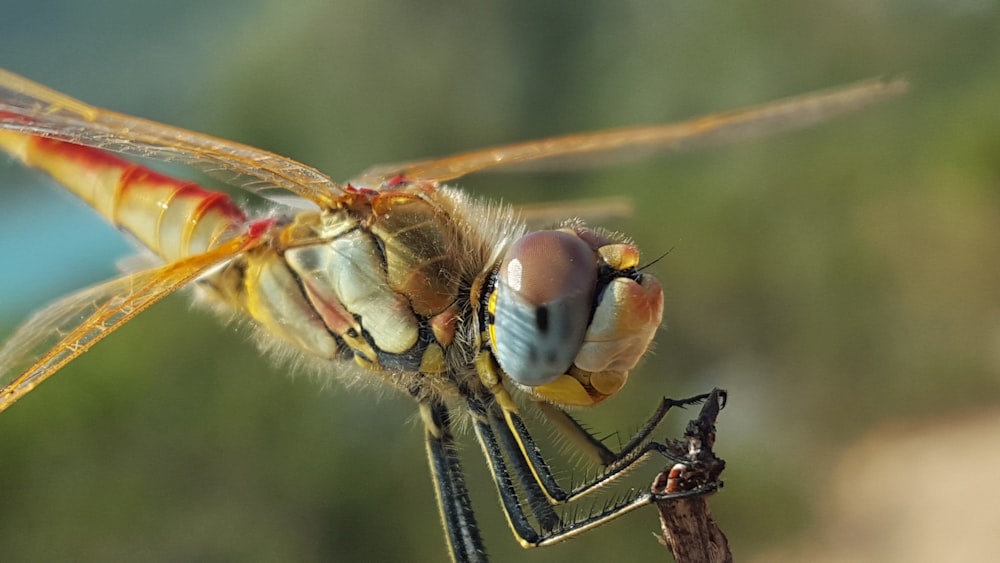 macro photo of yellow yellow dragonfly