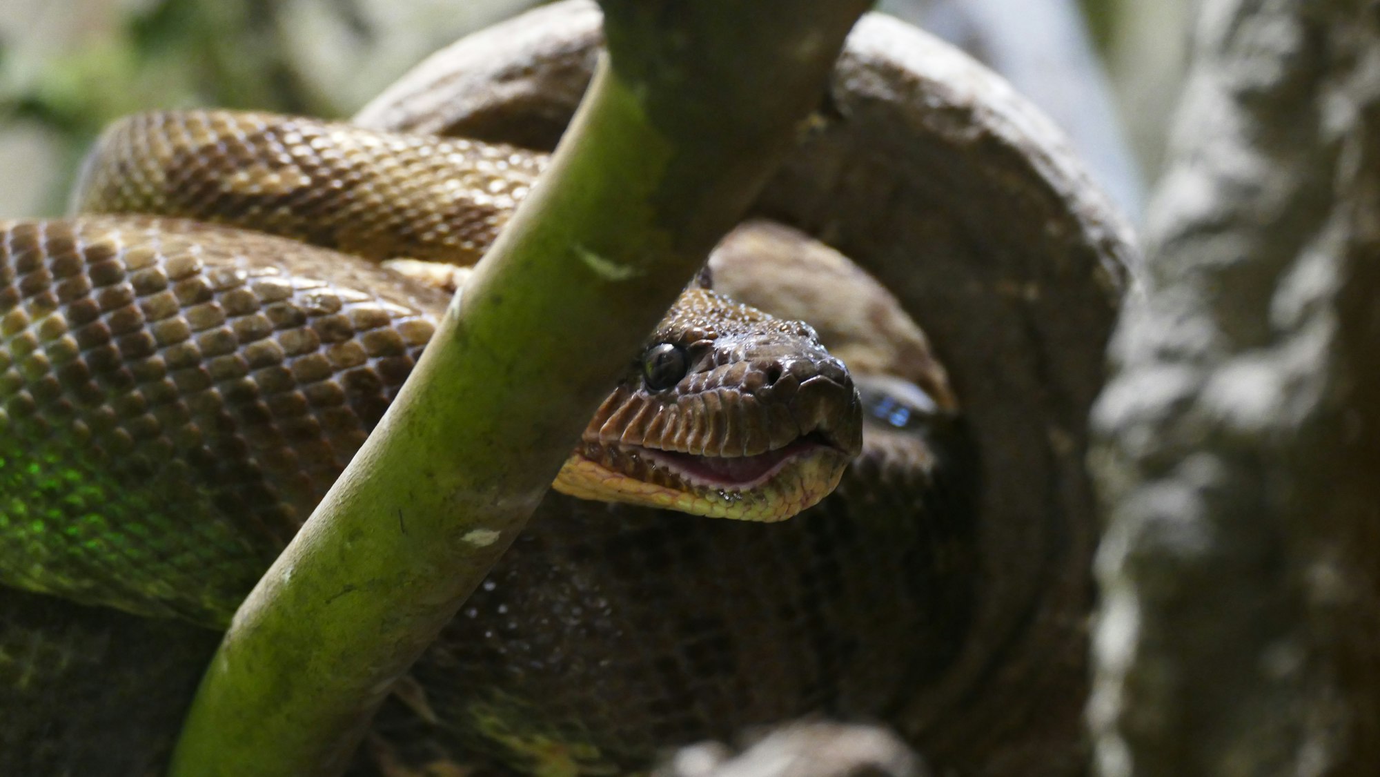 Create Anaconda Env for python 3.6