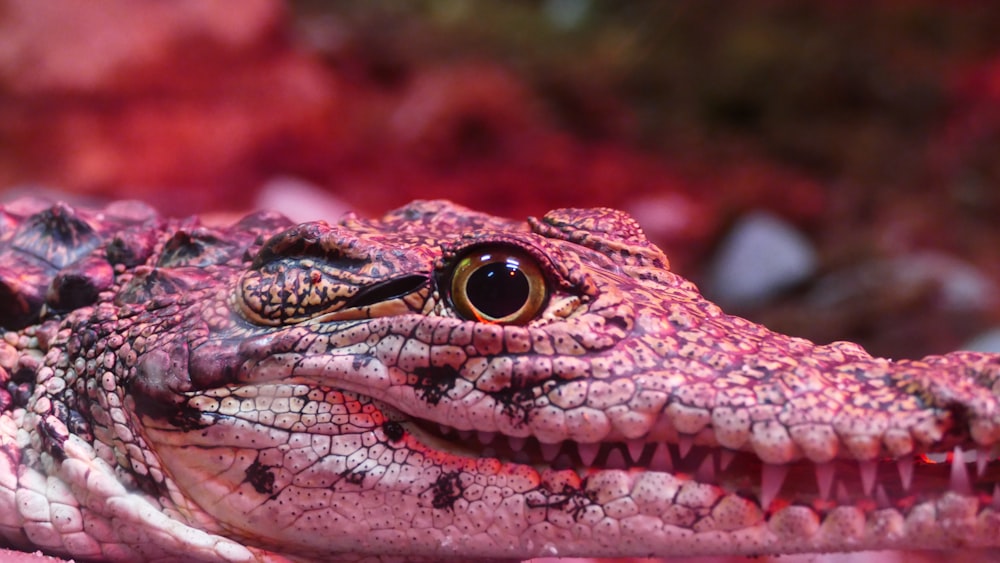 close up photography of crocodile