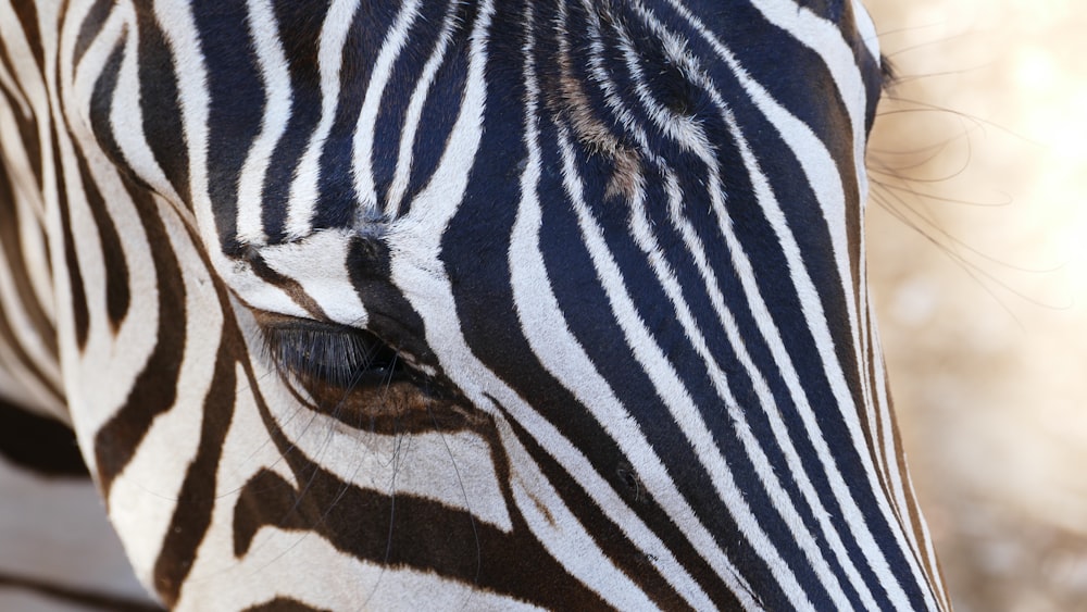 closeup photo of zebra