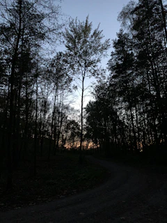A rugged dirt trail winding through dense forest under a golden sunset.
