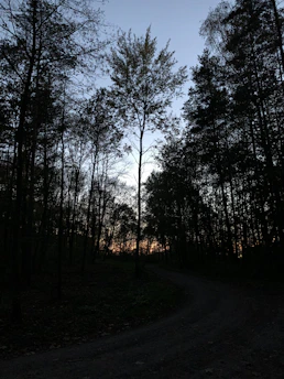 A rugged dirt trail winding through dense forest under a golden sunset.