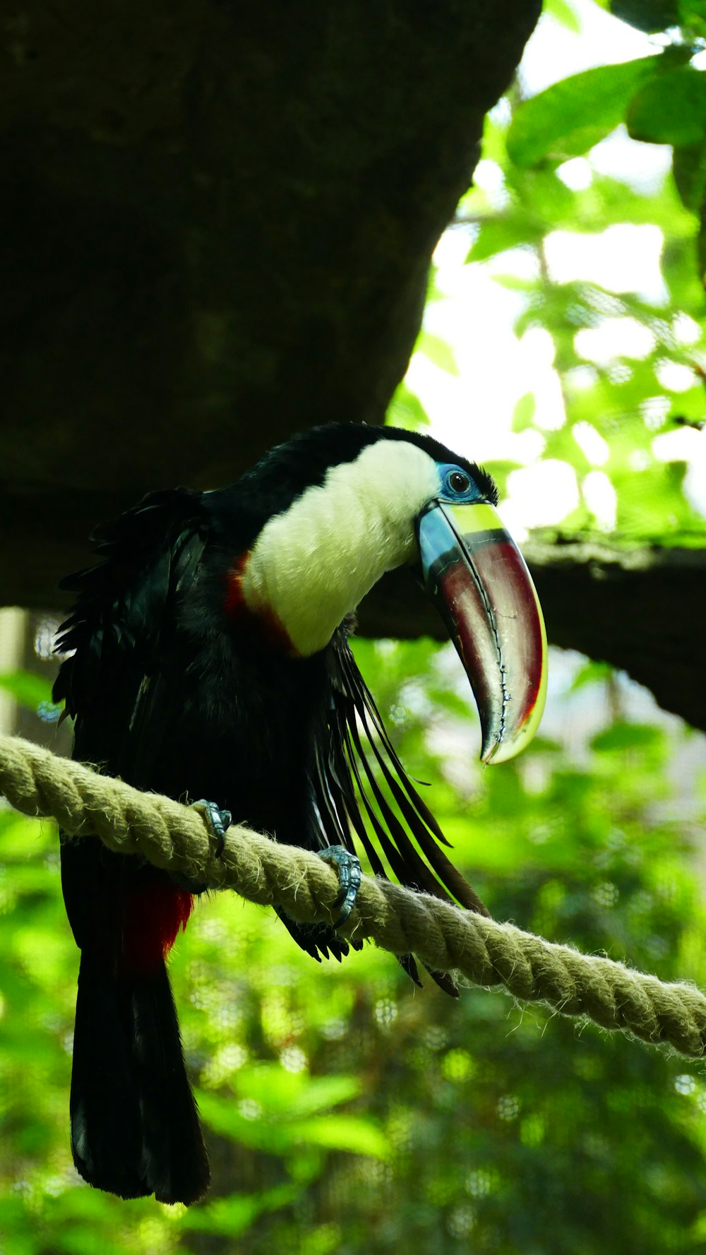 black and white bird on brown rope