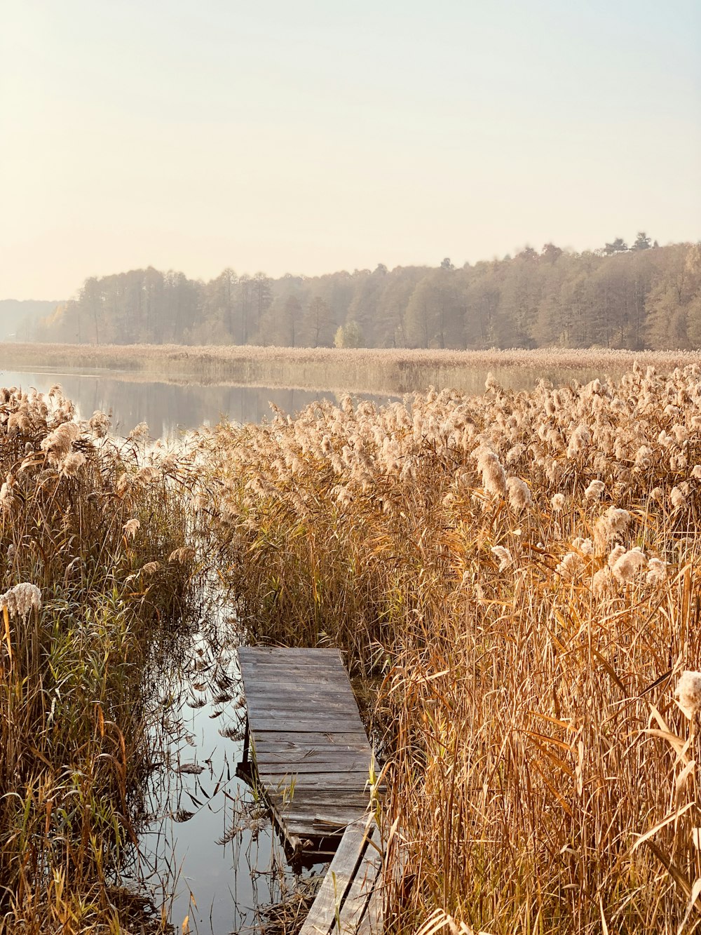 flower field beside calm body of water