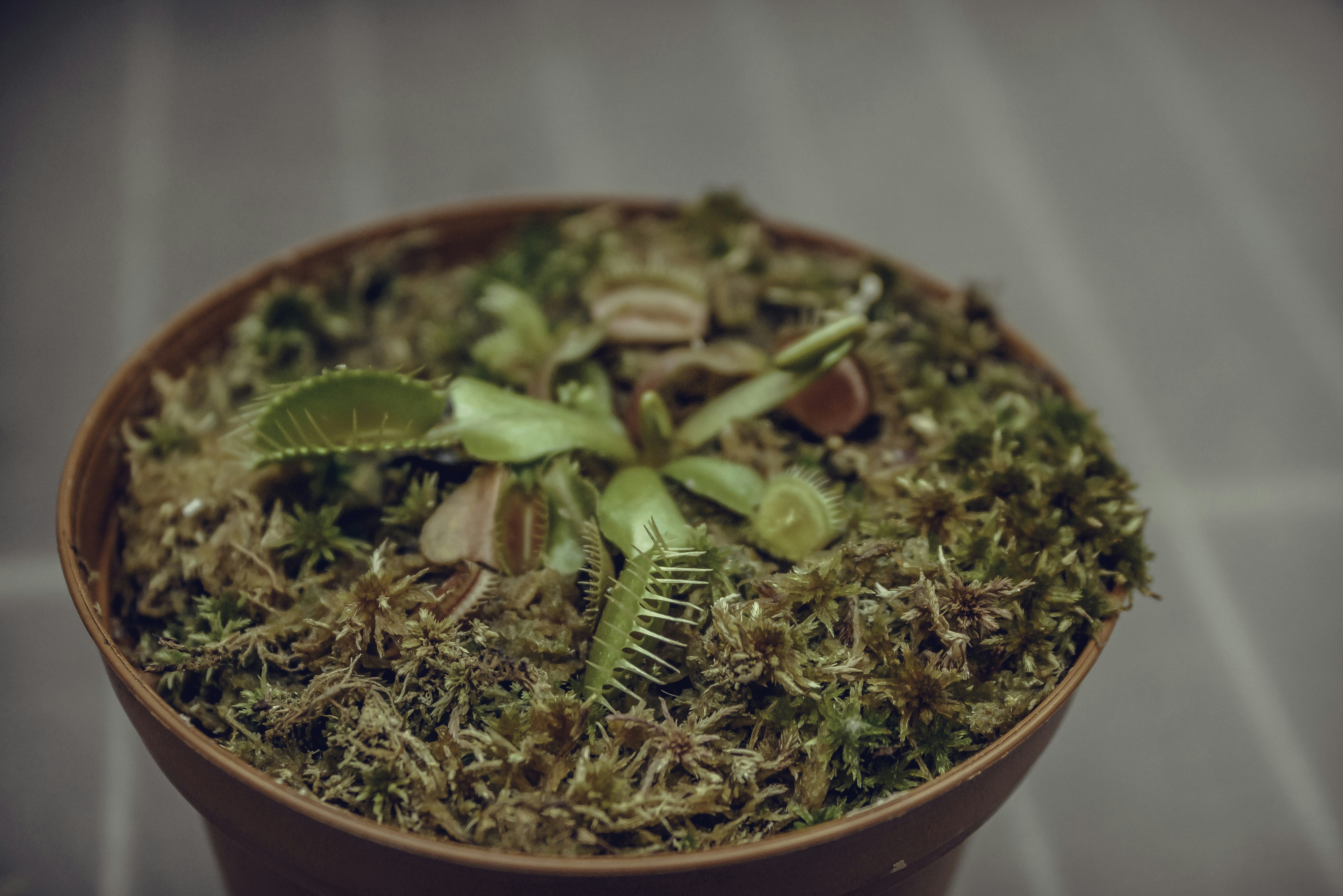 shallow focus photo of green plants