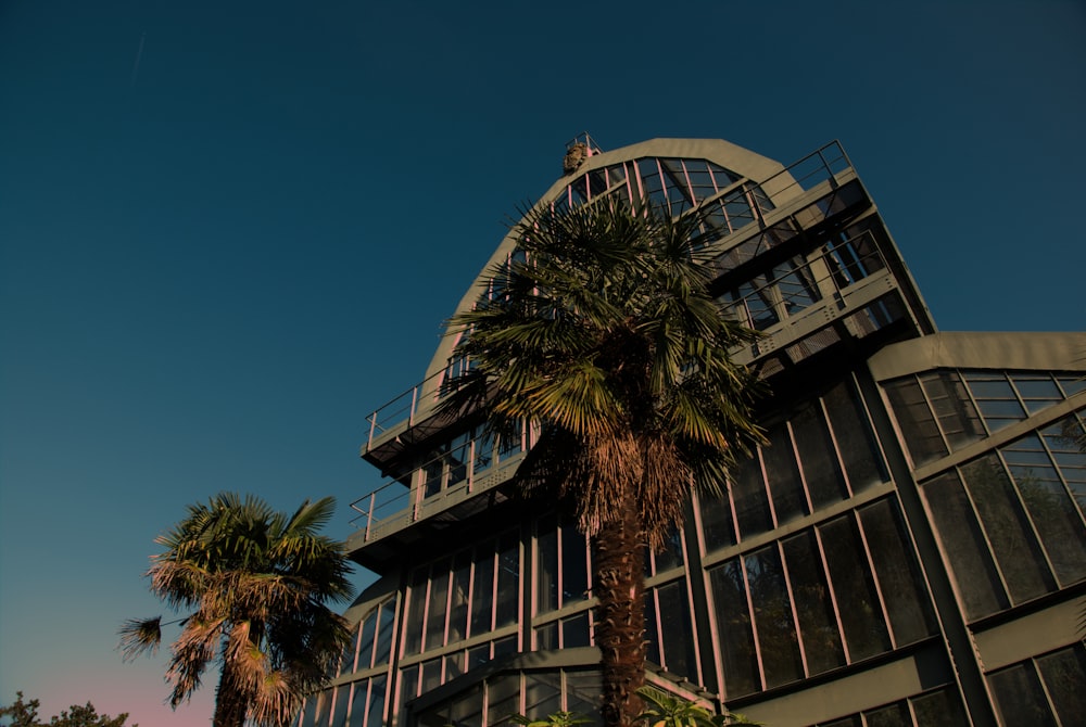 Foto von Palmen neben dem Gebäude aus einem niedrigen Winkel