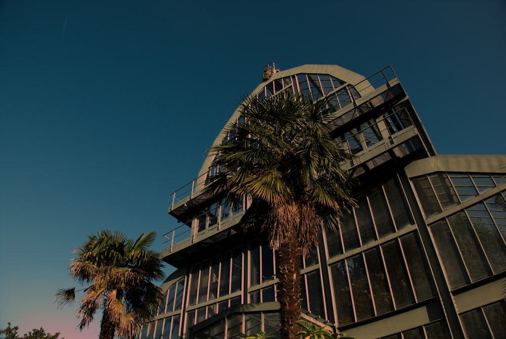 low angle photo of palm trees beside building