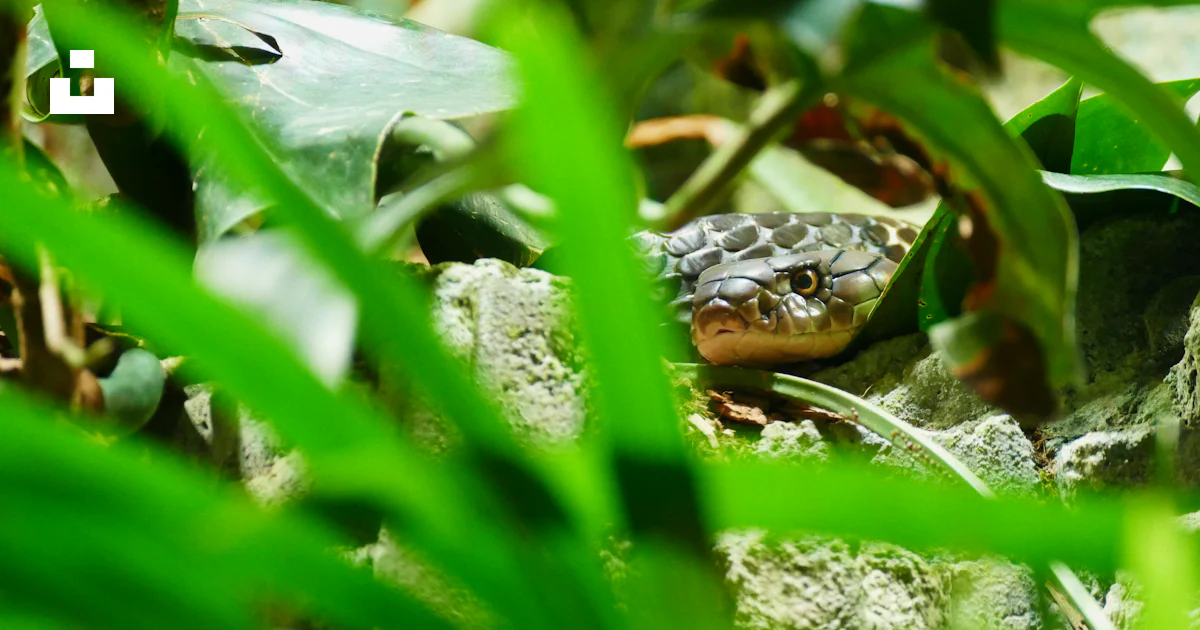 Gray snake behind leaves photo – Free Green Image on Unsplash