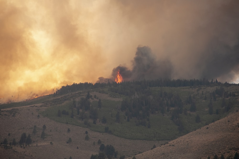 a large plume of smoke rising from a forest