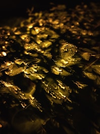 a close up of water droplets on a surface