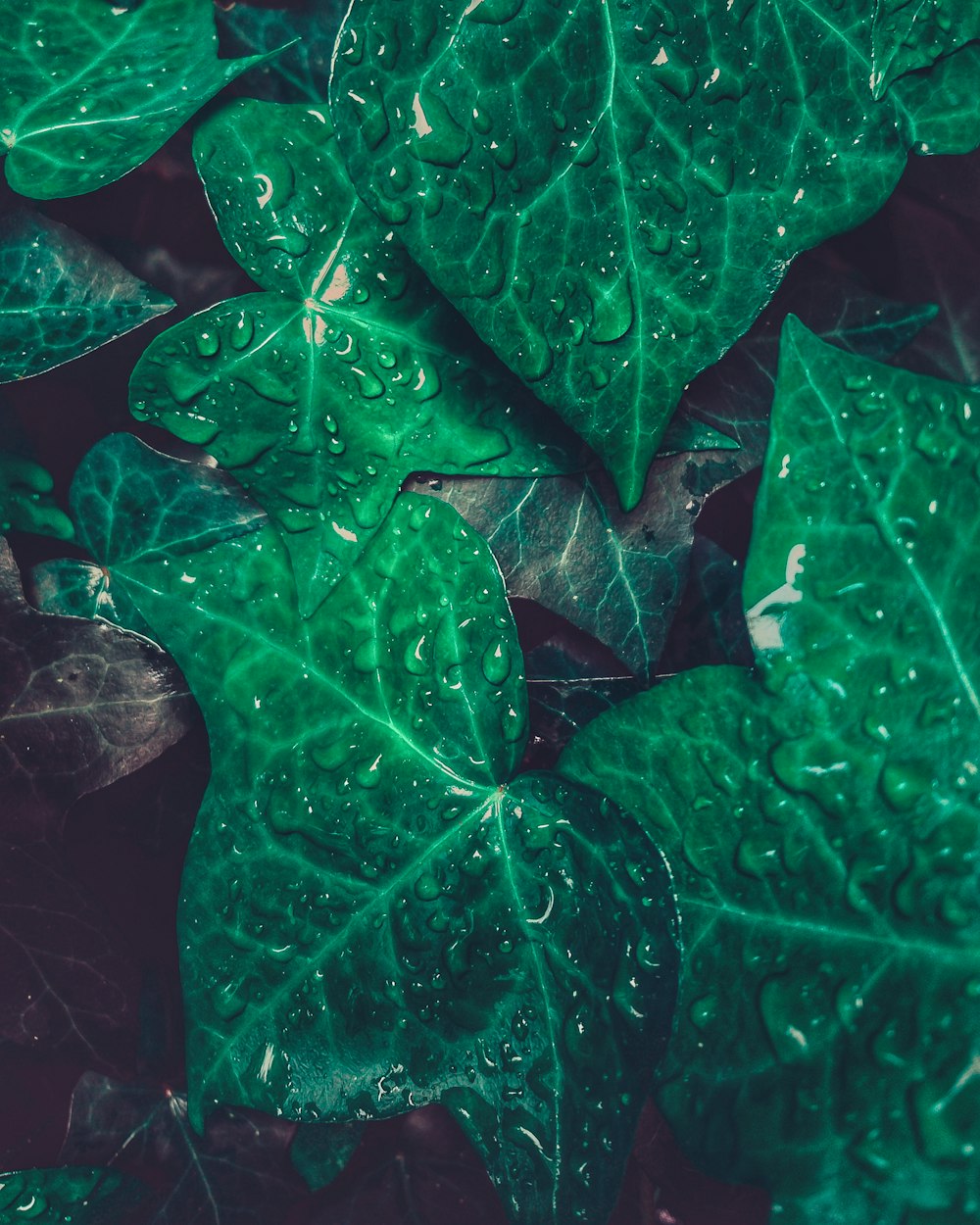 shallow focus photo of green leaves