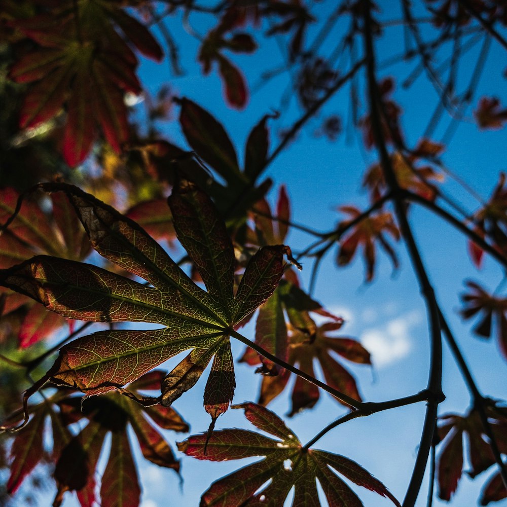 shallow focus photo of green and red leaves