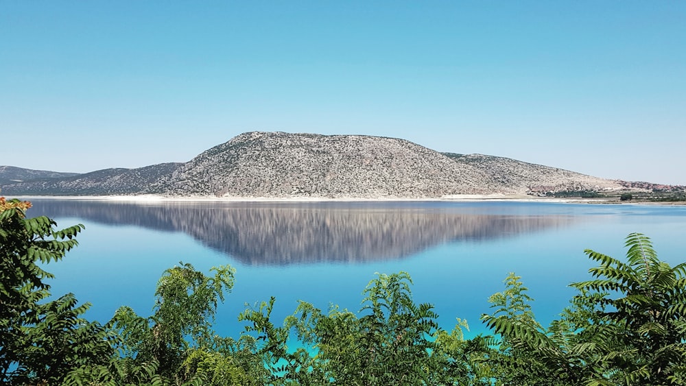 trees near body of water