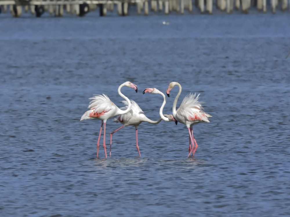 pink flamingos