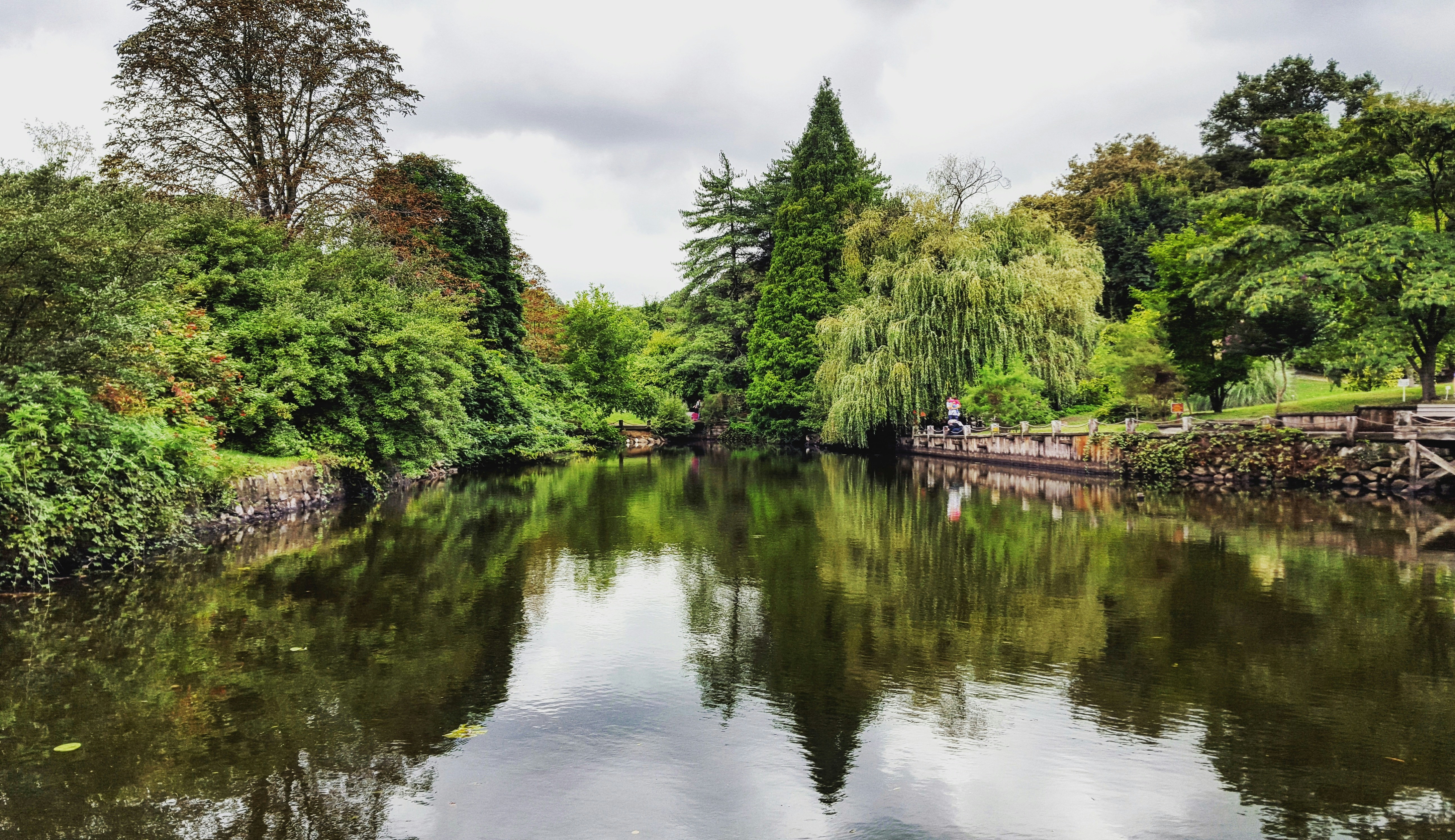 trees near river at daytime, 