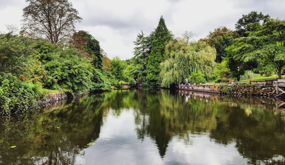 trees near river at daytime