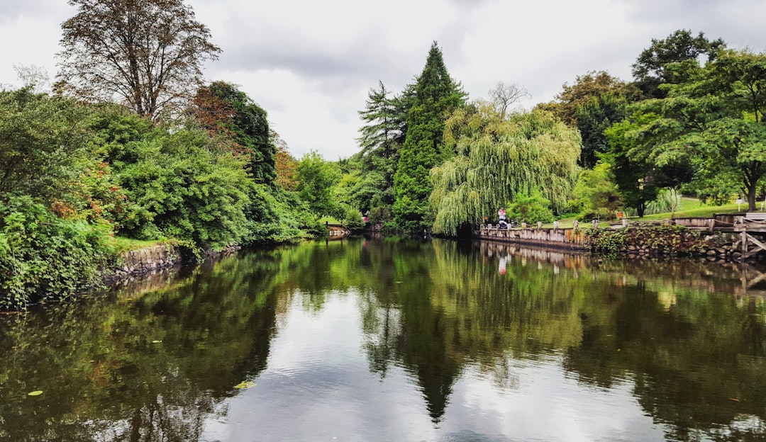 trees near river at daytime,