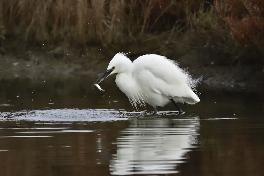 white bird on body of water