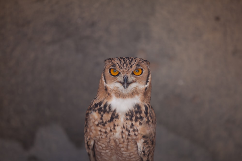 brown and black owl