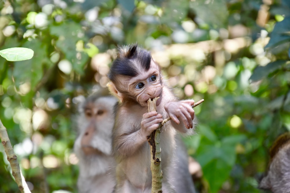 brown primate near tree