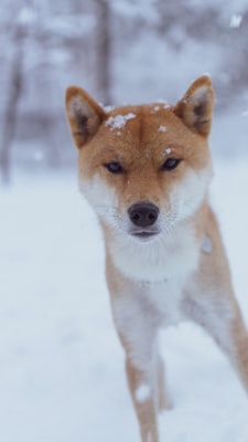 保護動物の様子1
