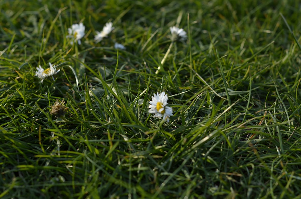 shallow focus photo of white flowe