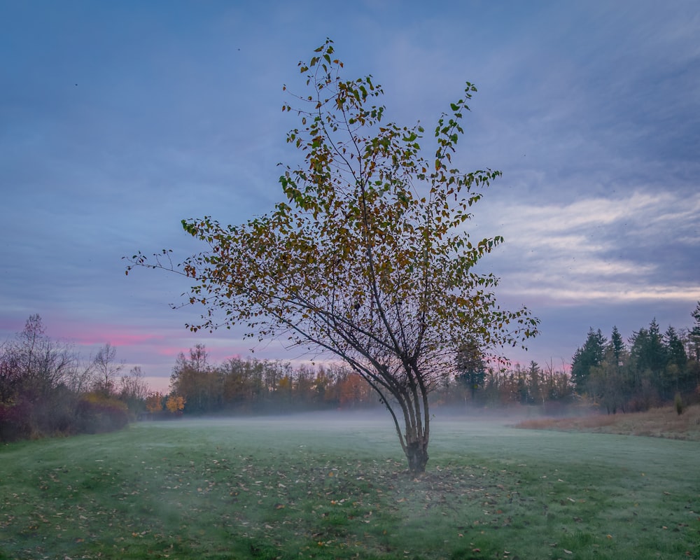 tree under cloudy sky