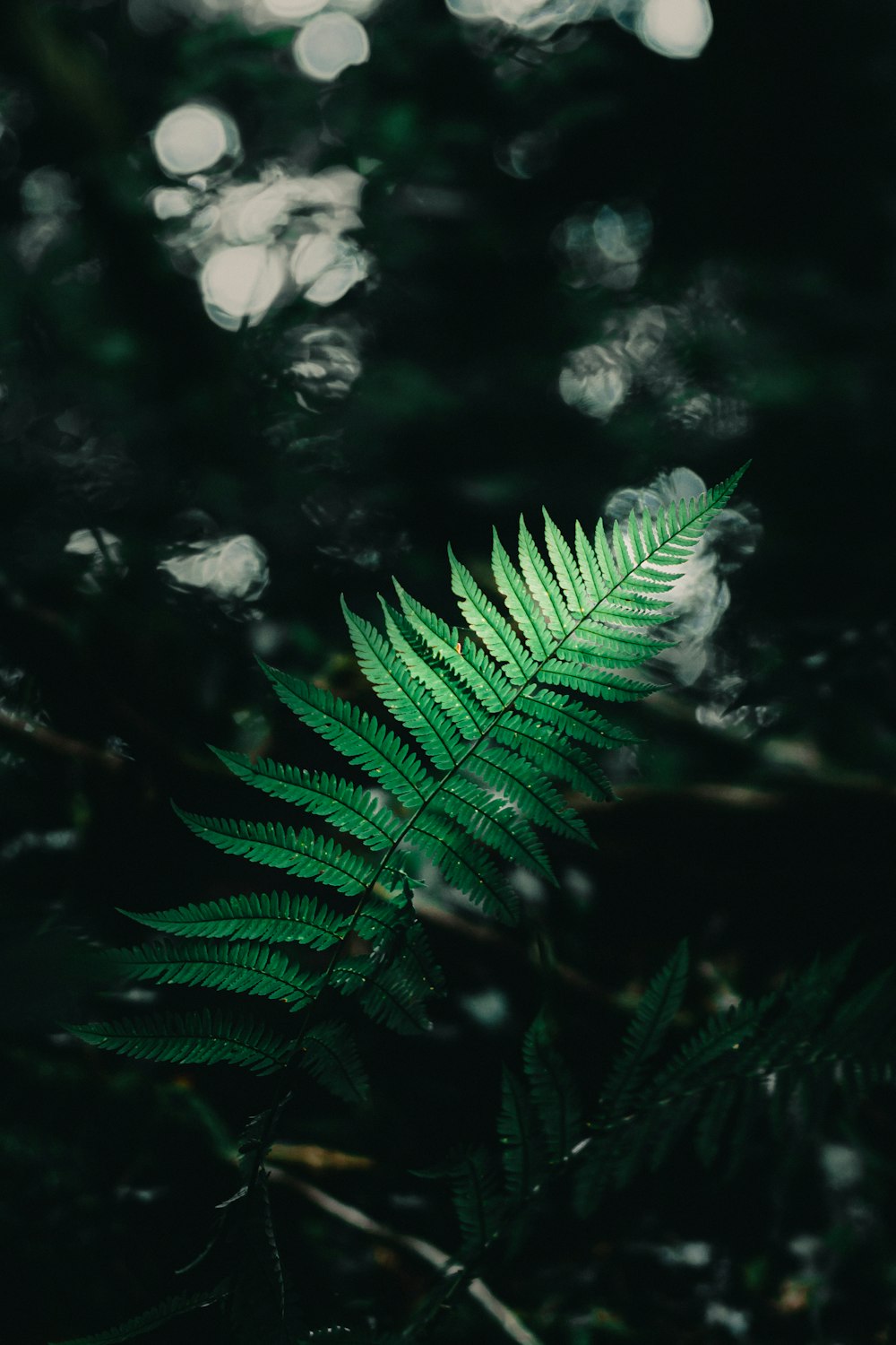 fern on bokeh background